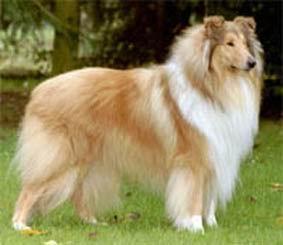 https://images.dog.ceo/breeds/collie/n02106030_6620.jpg