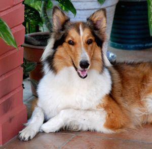 https://images.dog.ceo/breeds/collie/n02106030_7572.jpg