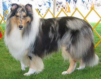 https://images.dog.ceo/breeds/collie/n02106030_7689.jpg