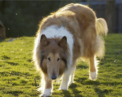 https://images.dog.ceo/breeds/collie/n02106030_7863.jpg