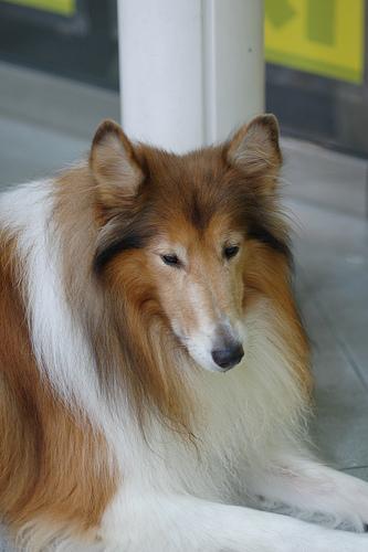 https://images.dog.ceo/breeds/collie/n02106030_8301.jpg