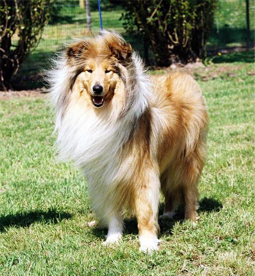 https://images.dog.ceo/breeds/collie/n02106030_8697.jpg