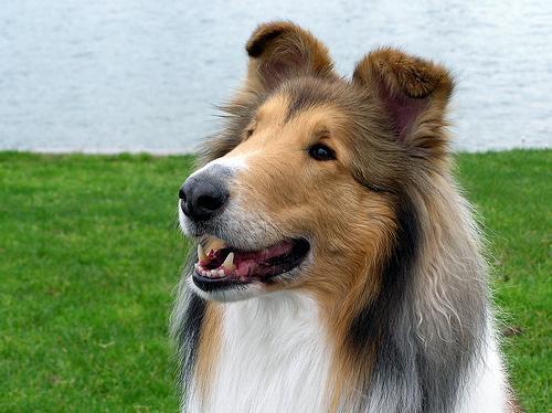 https://images.dog.ceo/breeds/collie/n02106030_9153.jpg