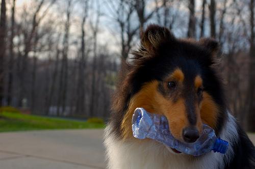 https://images.dog.ceo/breeds/collie/n02106030_9339.jpg