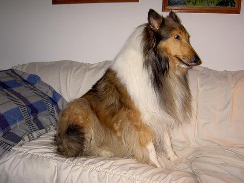 https://images.dog.ceo/breeds/collie/n02106030_9815.jpg