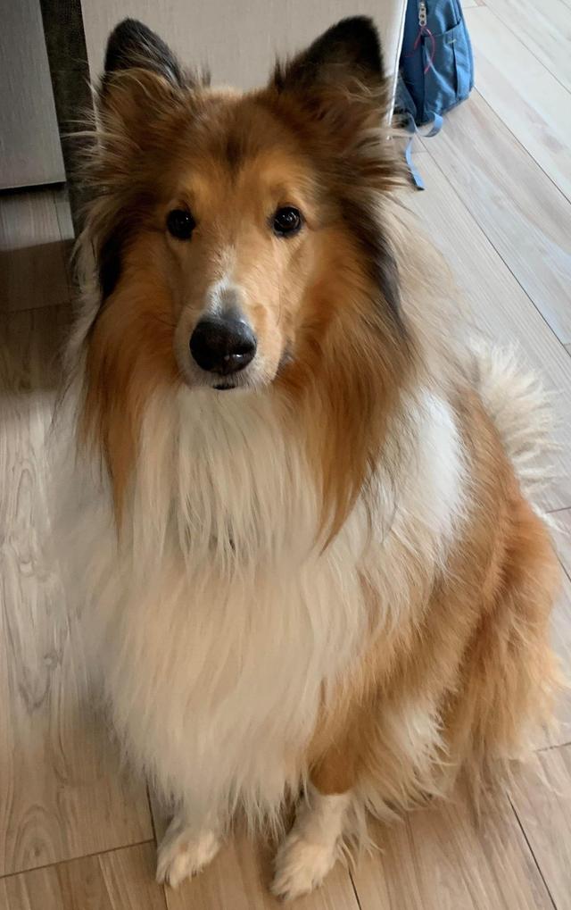 https://images.dog.ceo/breeds/collie/roughcollie300kb.jpg