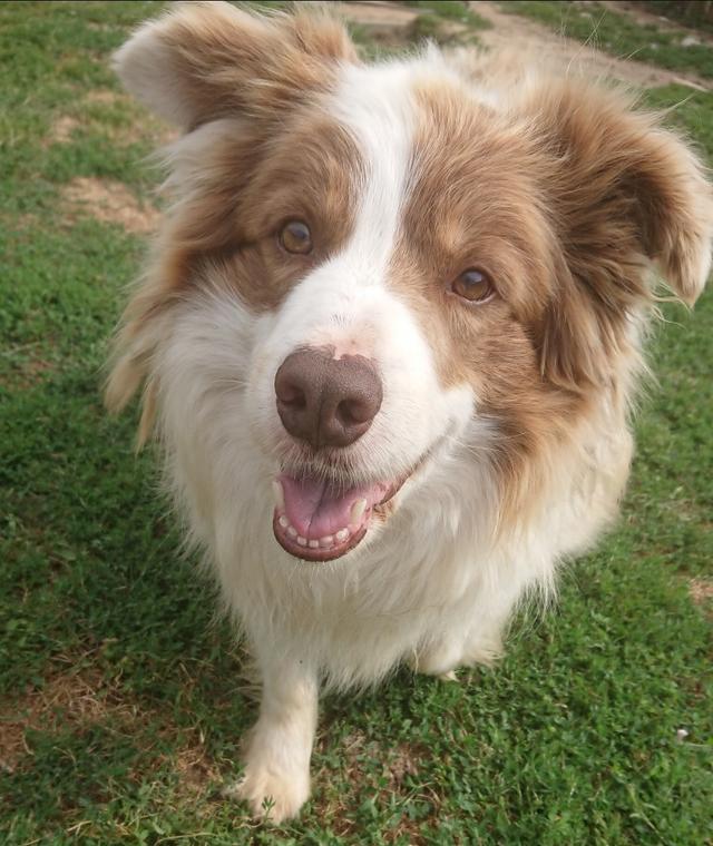 https://images.dog.ceo/breeds/collie-border/caesar.jpg