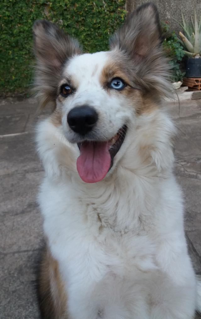 https://images.dog.ceo/breeds/collie-border/lyra.jpg