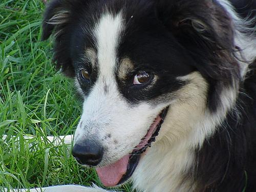 https://images.dog.ceo/breeds/collie-border/n02106166_1032.jpg