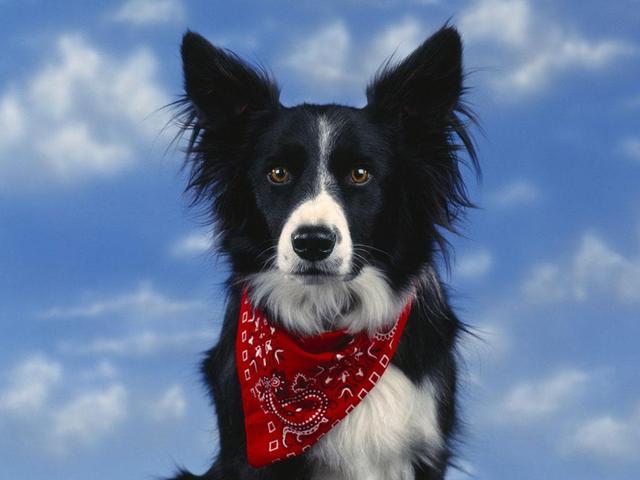 https://images.dog.ceo/breeds/collie-border/n02106166_1056.jpg