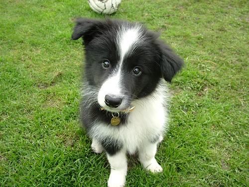 https://images.dog.ceo/breeds/collie-border/n02106166_1059.jpg