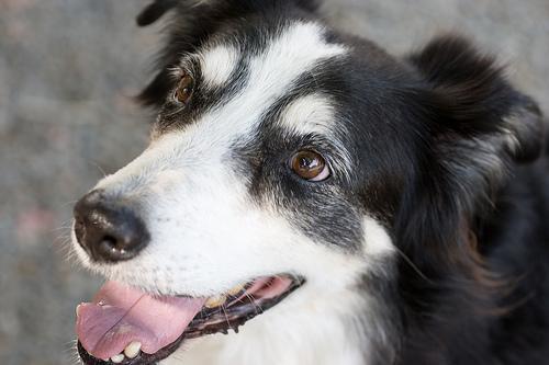 https://images.dog.ceo/breeds/collie-border/n02106166_1128.jpg