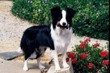 https://images.dog.ceo/breeds/collie-border/n02106166_1133.jpg