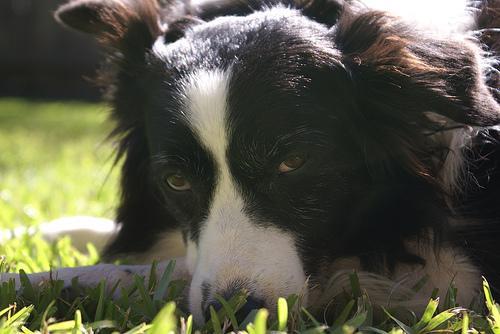 https://images.dog.ceo/breeds/collie-border/n02106166_1204.jpg