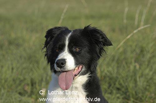 https://images.dog.ceo/breeds/collie-border/n02106166_1205.jpg