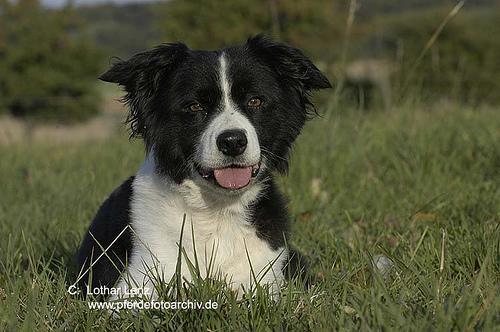 https://images.dog.ceo/breeds/collie-border/n02106166_1236.jpg