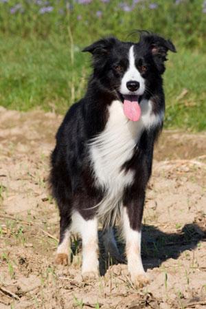 https://images.dog.ceo/breeds/collie-border/n02106166_1246.jpg