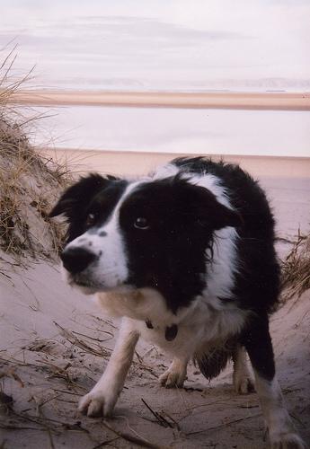 https://images.dog.ceo/breeds/collie-border/n02106166_1311.jpg