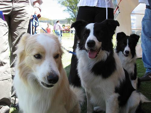 https://images.dog.ceo/breeds/collie-border/n02106166_135.jpg