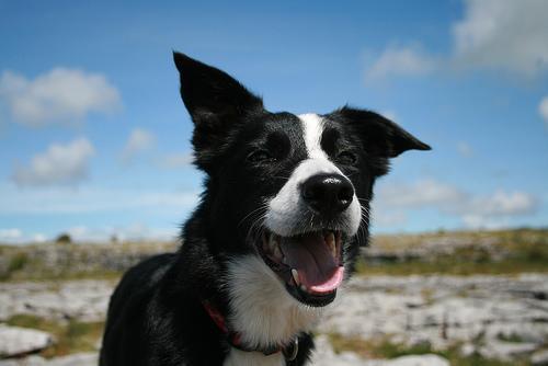 https://images.dog.ceo/breeds/collie-border/n02106166_1426.jpg