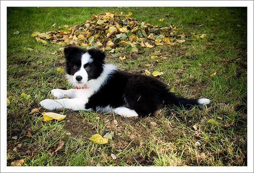 https://images.dog.ceo/breeds/collie-border/n02106166_1452.jpg