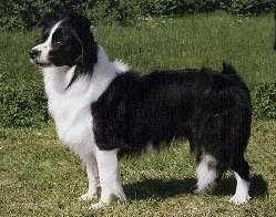 https://images.dog.ceo/breeds/collie-border/n02106166_1460.jpg