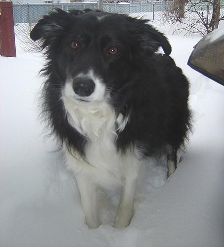 https://images.dog.ceo/breeds/collie-border/n02106166_1506.jpg