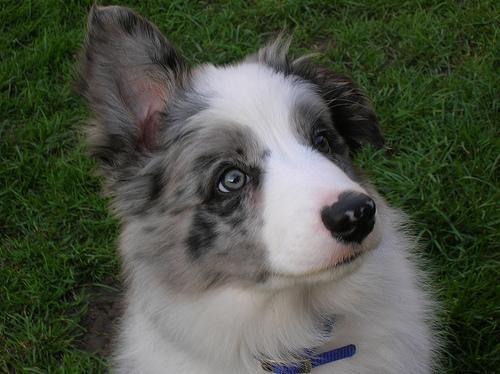 https://images.dog.ceo/breeds/collie-border/n02106166_152.jpg