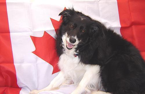 https://images.dog.ceo/breeds/collie-border/n02106166_1539.jpg