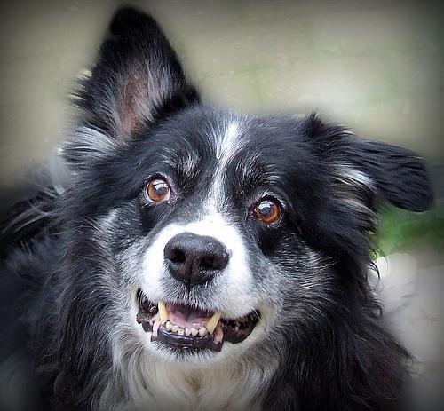 https://images.dog.ceo/breeds/collie-border/n02106166_1663.jpg