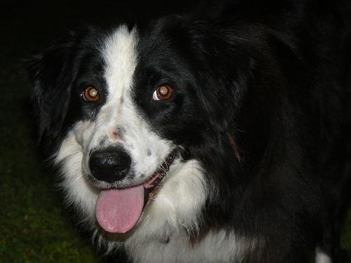 https://images.dog.ceo/breeds/collie-border/n02106166_1705.jpg