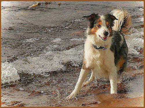 https://images.dog.ceo/breeds/collie-border/n02106166_1729.jpg