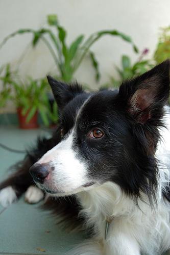 https://images.dog.ceo/breeds/collie-border/n02106166_1754.jpg