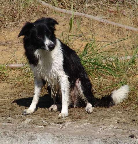 https://images.dog.ceo/breeds/collie-border/n02106166_1796.jpg