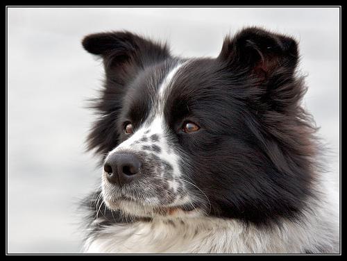 https://images.dog.ceo/breeds/collie-border/n02106166_180.jpg