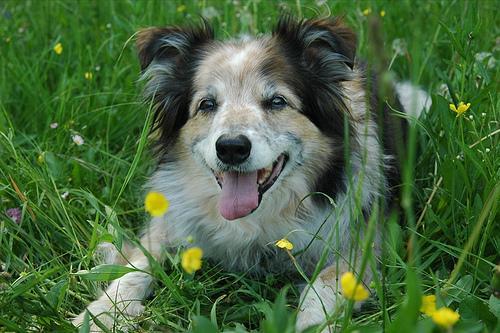 https://images.dog.ceo/breeds/collie-border/n02106166_1822.jpg