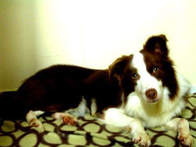 https://images.dog.ceo/breeds/collie-border/n02106166_1842.jpg