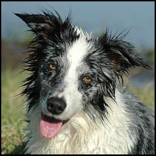 https://images.dog.ceo/breeds/collie-border/n02106166_1854.jpg