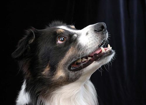 https://images.dog.ceo/breeds/collie-border/n02106166_1936.jpg