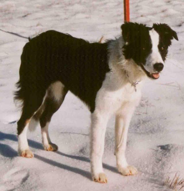 https://images.dog.ceo/breeds/collie-border/n02106166_1990.jpg