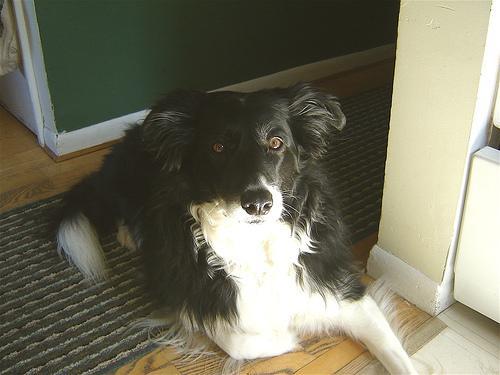 https://images.dog.ceo/breeds/collie-border/n02106166_2043.jpg