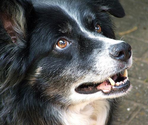 https://images.dog.ceo/breeds/collie-border/n02106166_2111.jpg