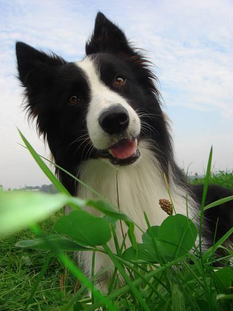 https://images.dog.ceo/breeds/collie-border/n02106166_2186.jpg