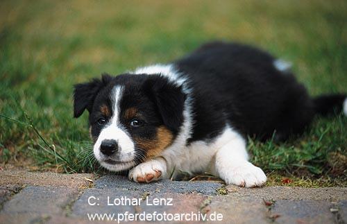 https://images.dog.ceo/breeds/collie-border/n02106166_2345.jpg