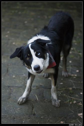 https://images.dog.ceo/breeds/collie-border/n02106166_2419.jpg