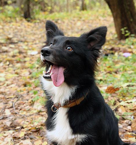 https://images.dog.ceo/breeds/collie-border/n02106166_243.jpg