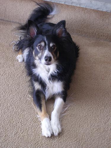 https://images.dog.ceo/breeds/collie-border/n02106166_2477.jpg