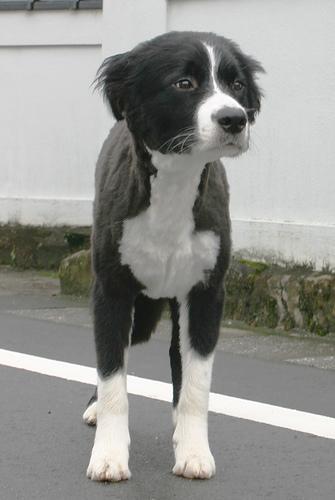 https://images.dog.ceo/breeds/collie-border/n02106166_2685.jpg