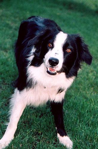 https://images.dog.ceo/breeds/collie-border/n02106166_2996.jpg