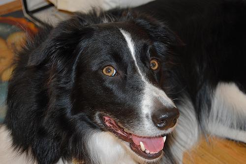 https://images.dog.ceo/breeds/collie-border/n02106166_3033.jpg